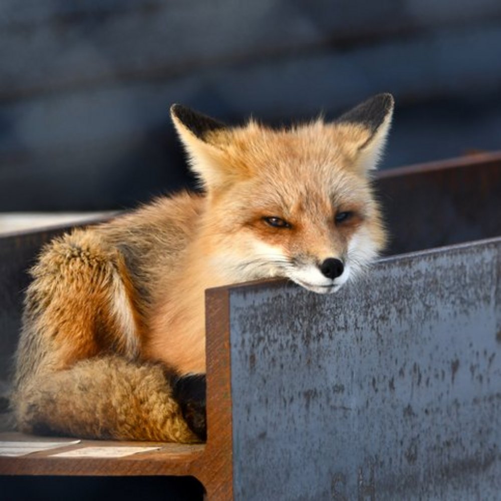 [Wildtiere auf Baustellen:] Ein unterschätztes Risiko – und wie Baulogistik hilft