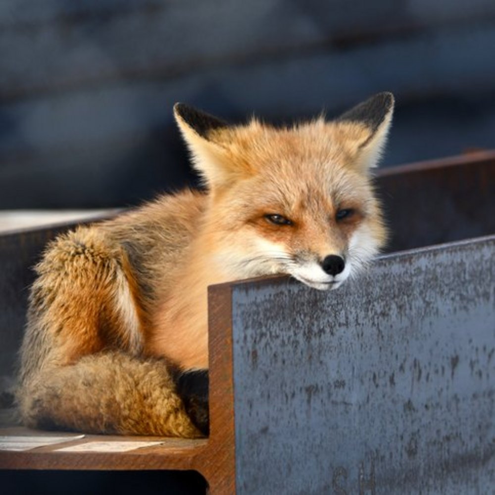 [Wildlife on construction sites:] An underestimated risk – and how construction logistics can help