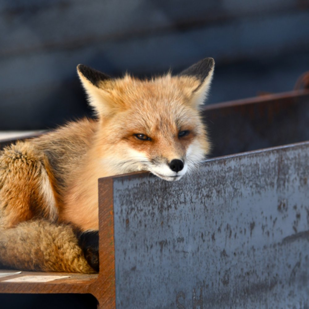 [La faune sauvage sur les chantiers:] un risque sous-estimé – et comment la logistique de construction peut aider